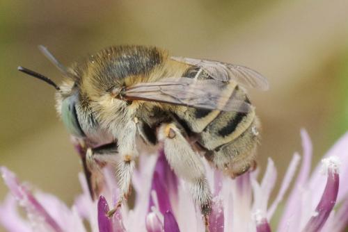 Réf. 347 385 : Anthophora bimaculata